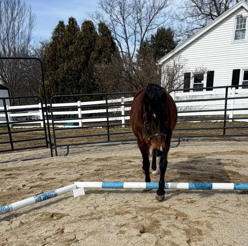 Stackable Cavaletti Blocks – Heavy Duty Pole Risers (4 or 8 Pack) - PoleRise